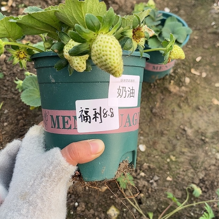 以实际为准加仑盆原盆原土