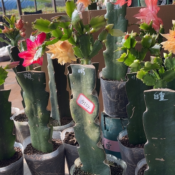 、***心当前无花朵，栽培后可花朵005