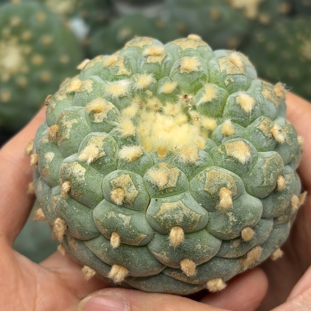 544 无根 仙人球 7.5 cm