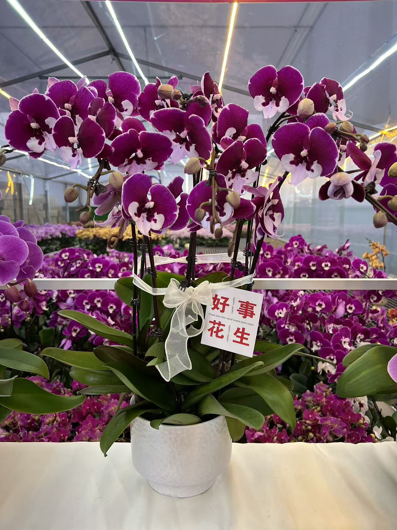 精选蝴蝶兰【宾利】紫红色系稀有品种花卉绿植 基地直发