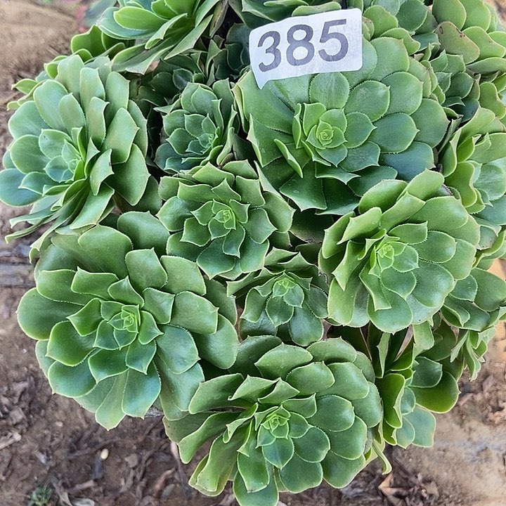 ༒****绿羊绒多肉385多肉不包断