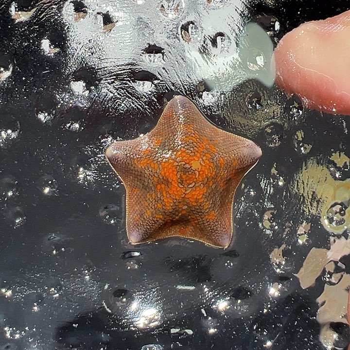 海星59号一指半端午特惠活动