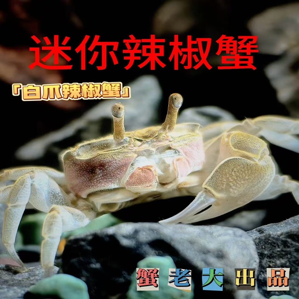 【白爪】迷你辣椒蟹宠物观赏蟹可深水养殖淡水草缸除藻小螃蟹清洁工