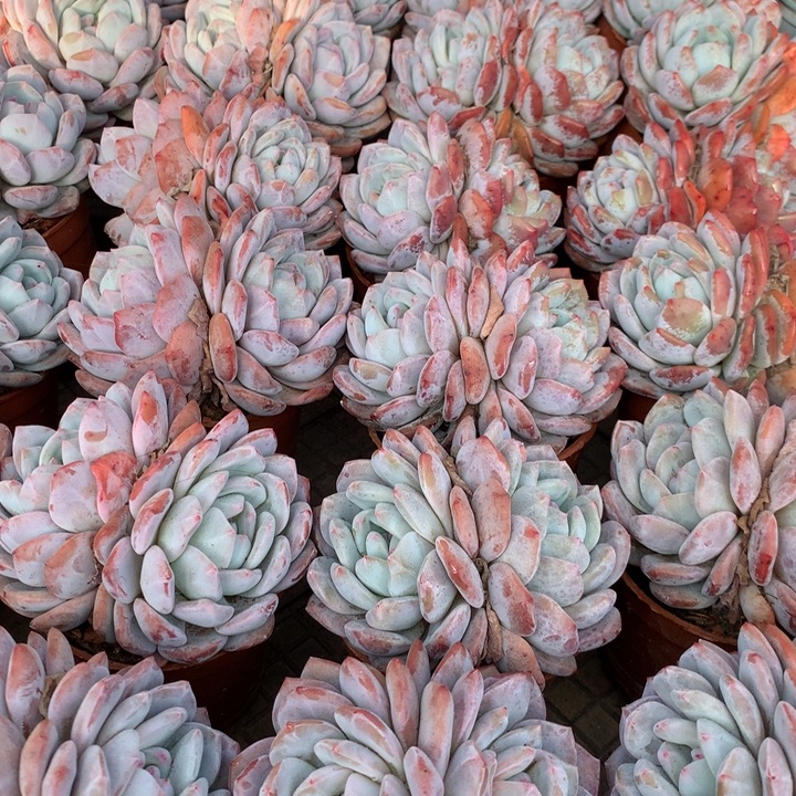 双头星影橙梦露2颗两单包邮