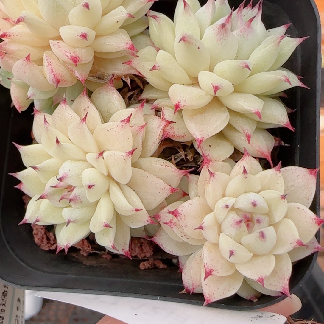 花语多肉1212-227开播福利散