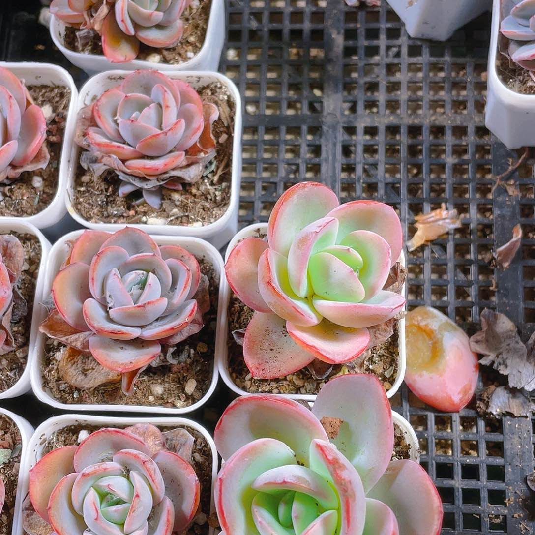 布鲁兰盆二个满25包邮