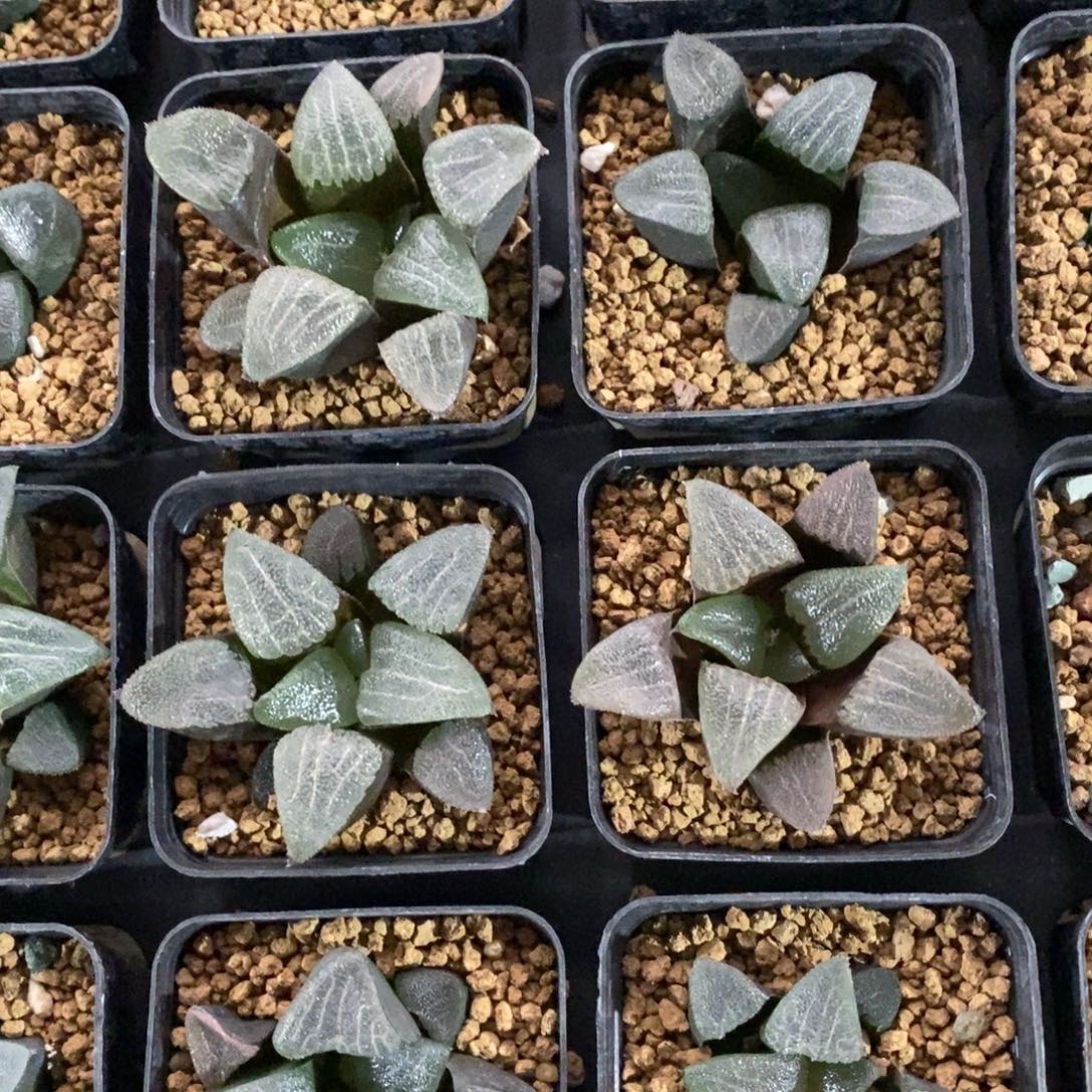 一颗实生大克苗 高货 双12福利