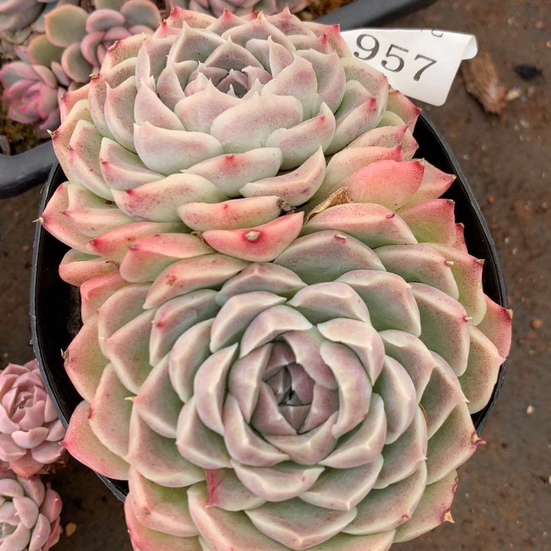 957杂交精品基地12冠