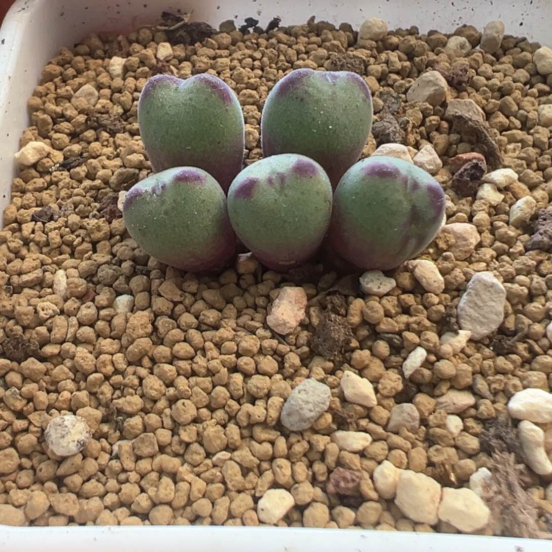 芽*?专拍专拍 肉锥植物