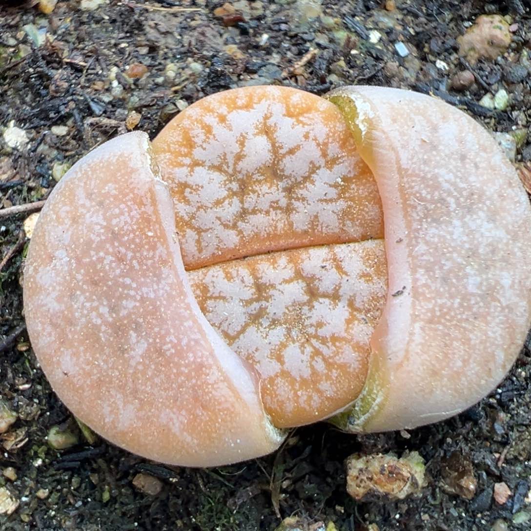 2.3好看的多肉a355