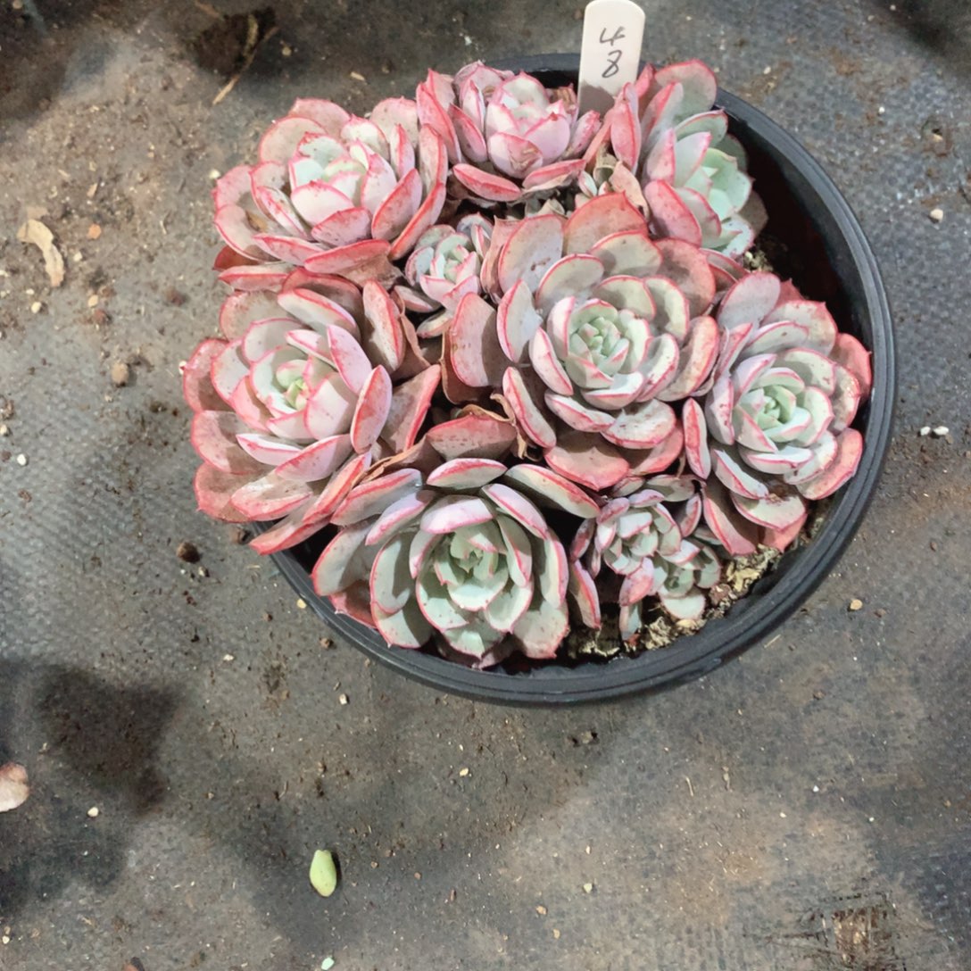 多肉植物多肉植物48号