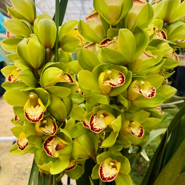 5花剑起《玉观音》高端大花蕙兰 绿色大花室内盆栽年宵花
