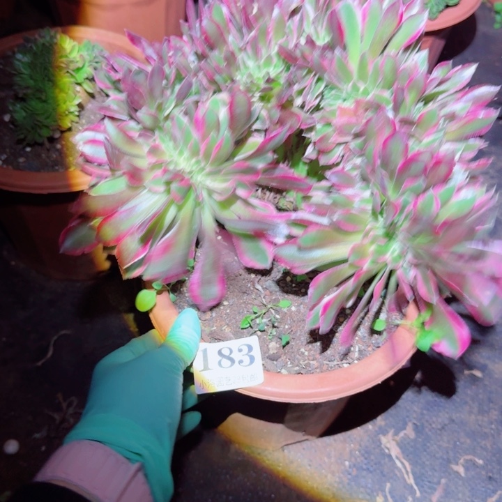 183粉女神缀化多肉植物满28包邮
