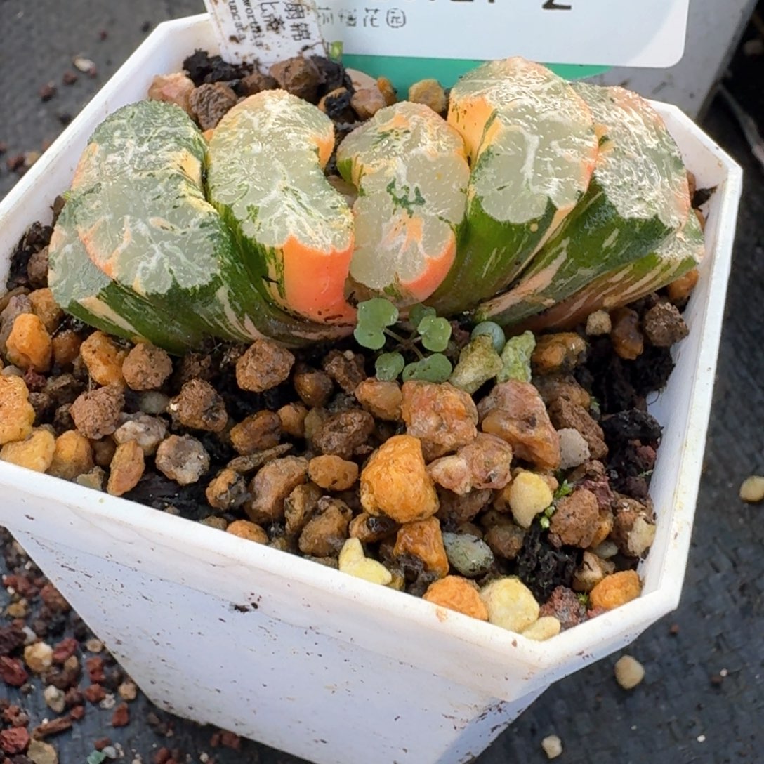 从前慢多肉精选编号0921.2