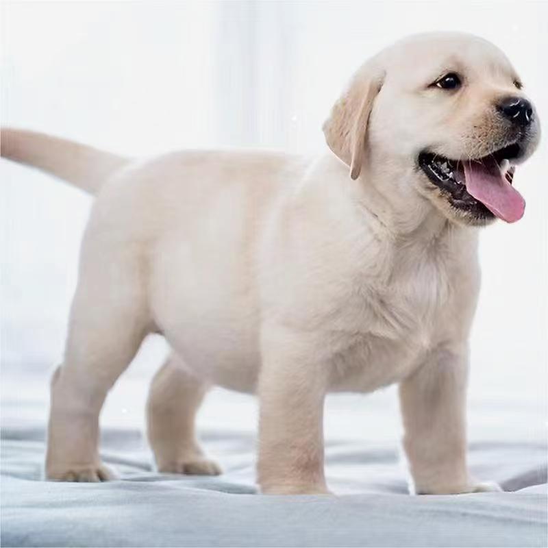 拉布拉多奶白色黑色大型拉布拉多聪明伴侣犬宠物狗狗活的幼犬