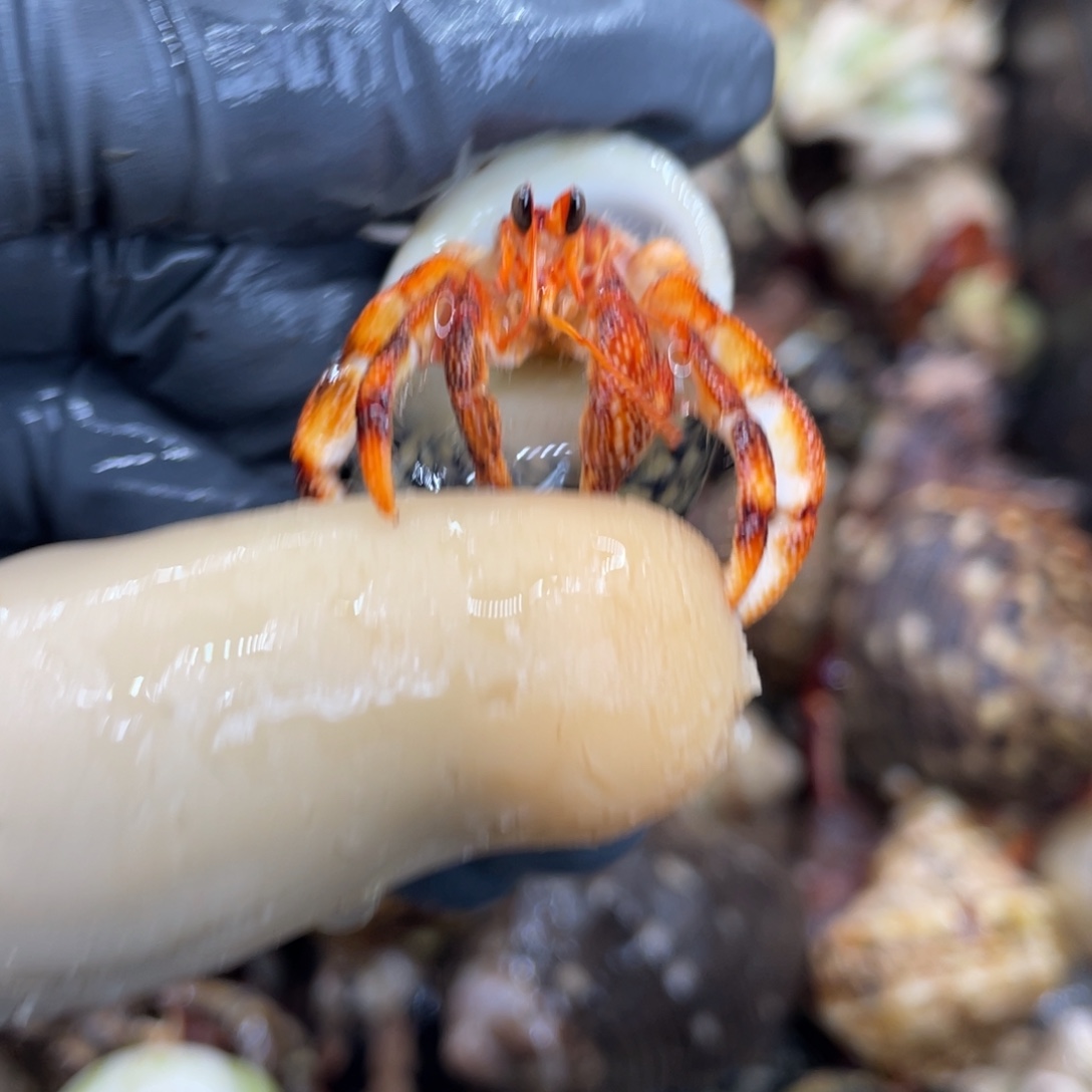 不退不换活体宠物34