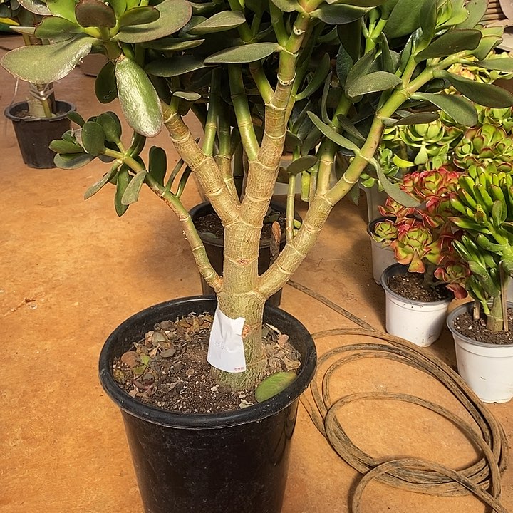 杨小小多入青叶玉树