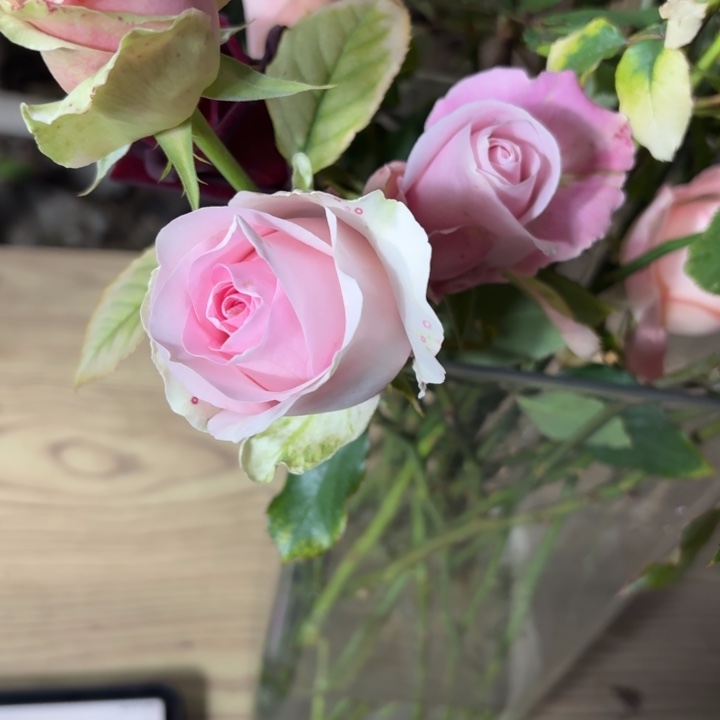 无花朵萨默特夫人