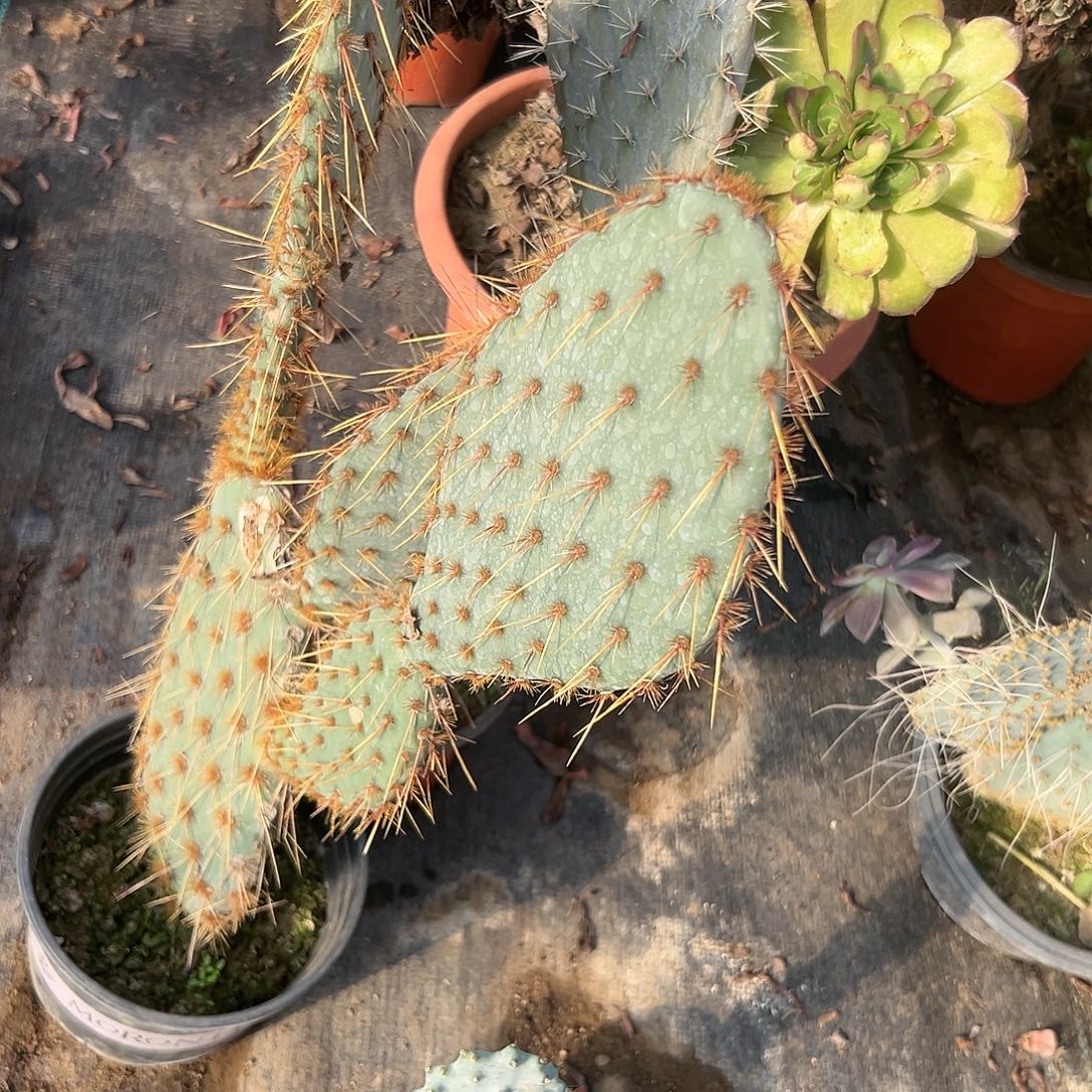 多肉植物金刺火花