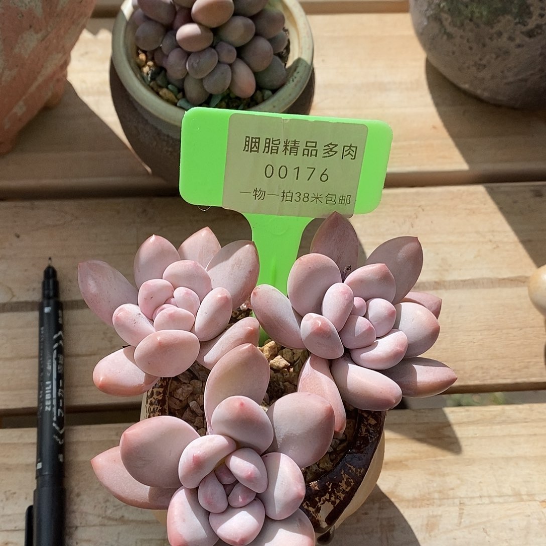 00176本咯吴忠蜗牛