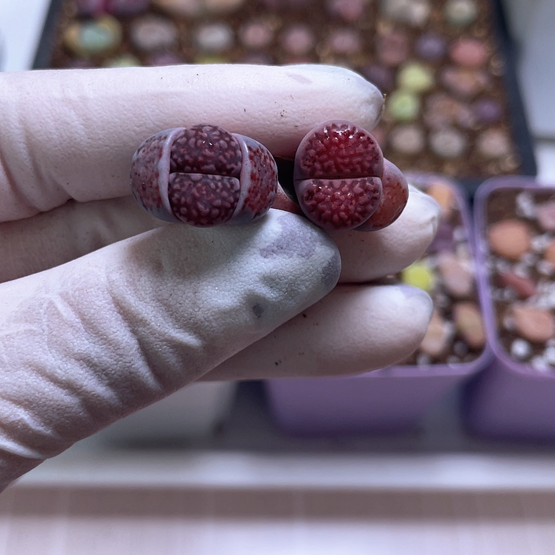 467 紫巴黎………………