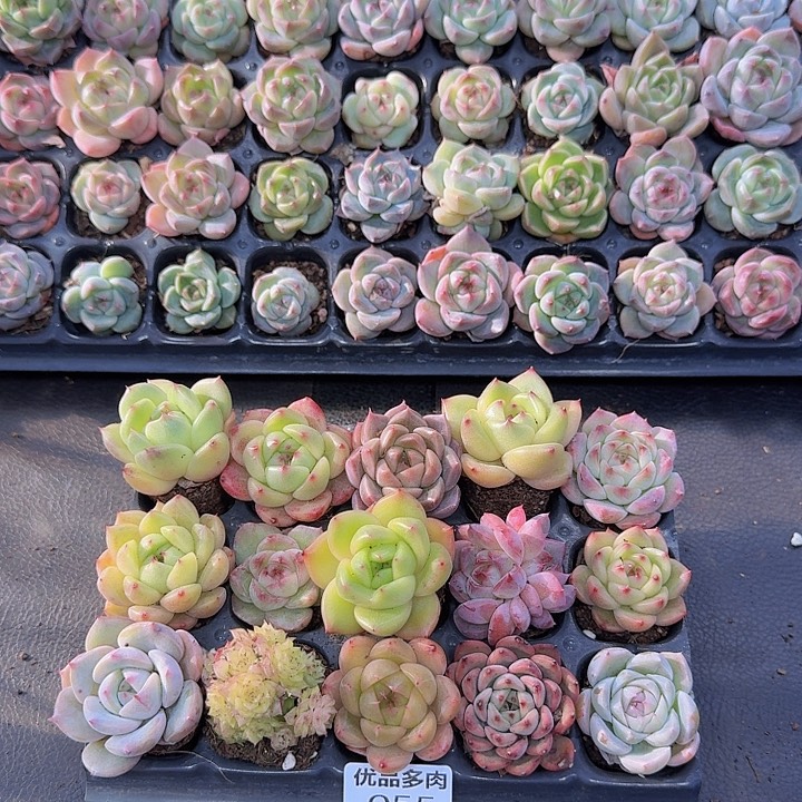 055多肉植物一物一拍链接