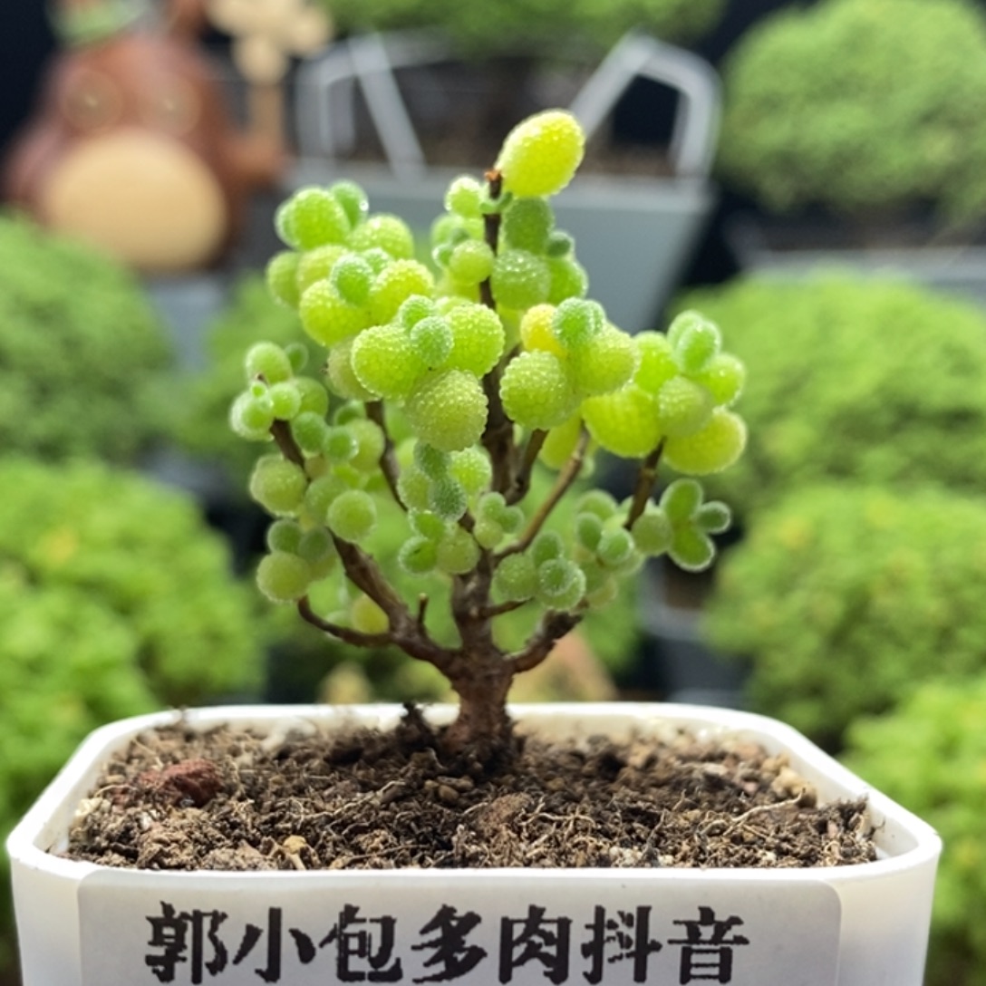开播福利金橘糖球8312