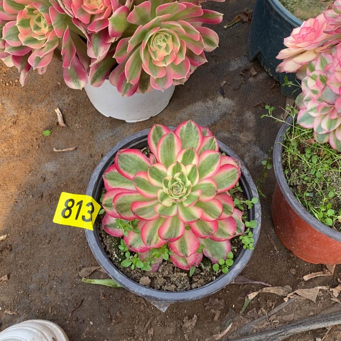 荔枝多肉法师813