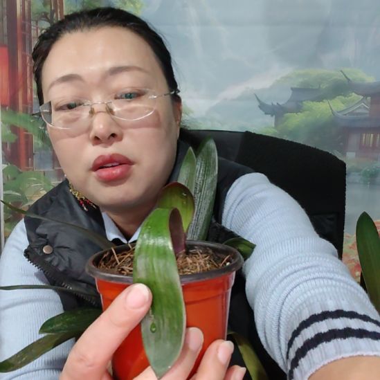 完全开放新粉丝福利