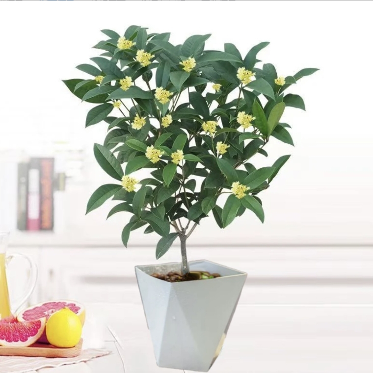 [白色盆]地栽盆栽桂花四季桂带盆四季开花好养耐冻适合庭院