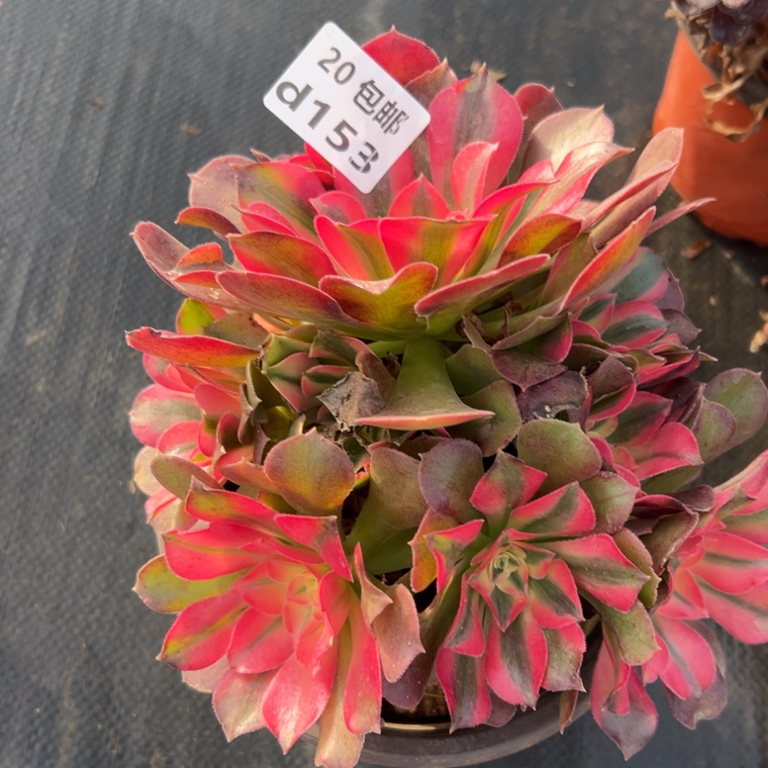 153香妃，满20包邮