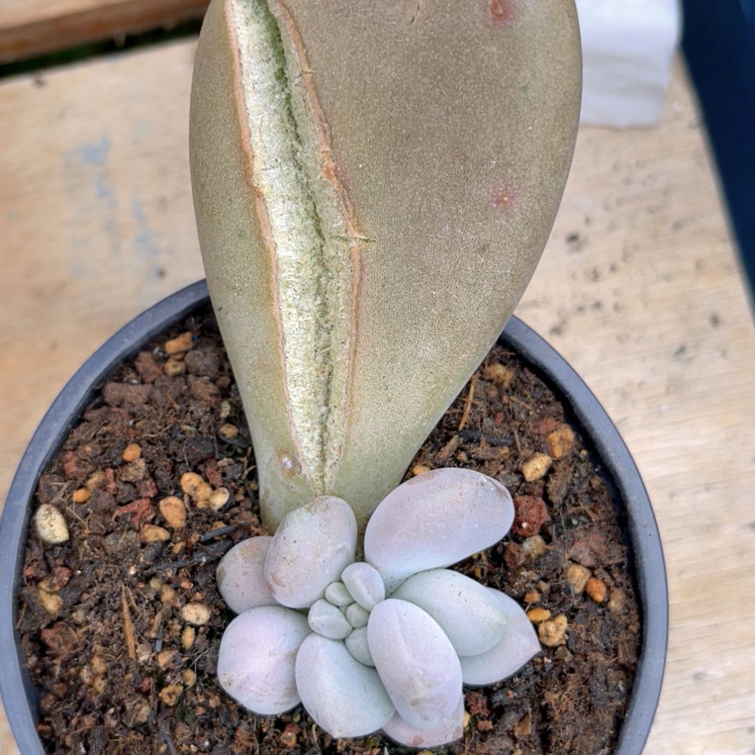 毅****果美人系多肉植物哈