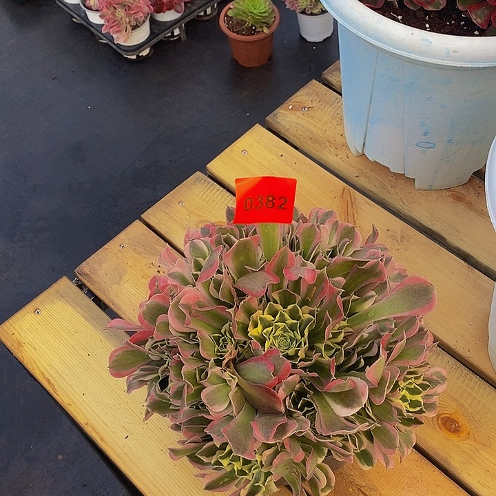 ?****0382多肉植物白凤