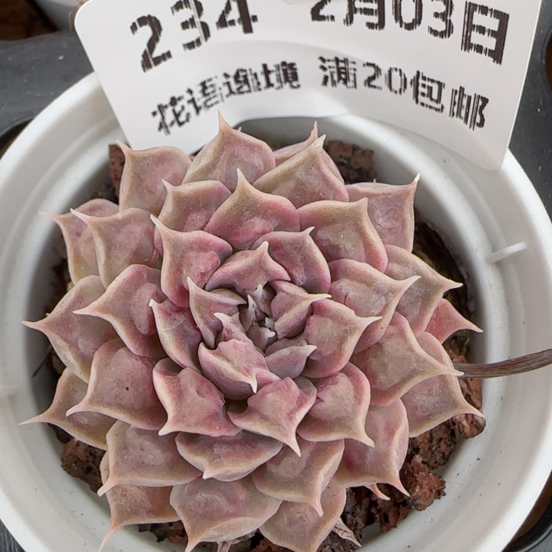 花语逸镜0203-234