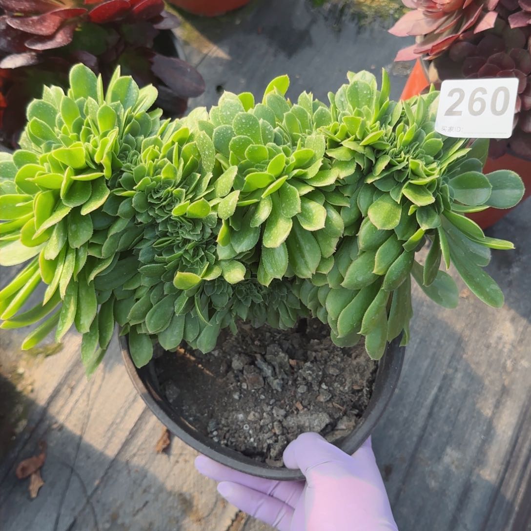 260多肉植物绿缘