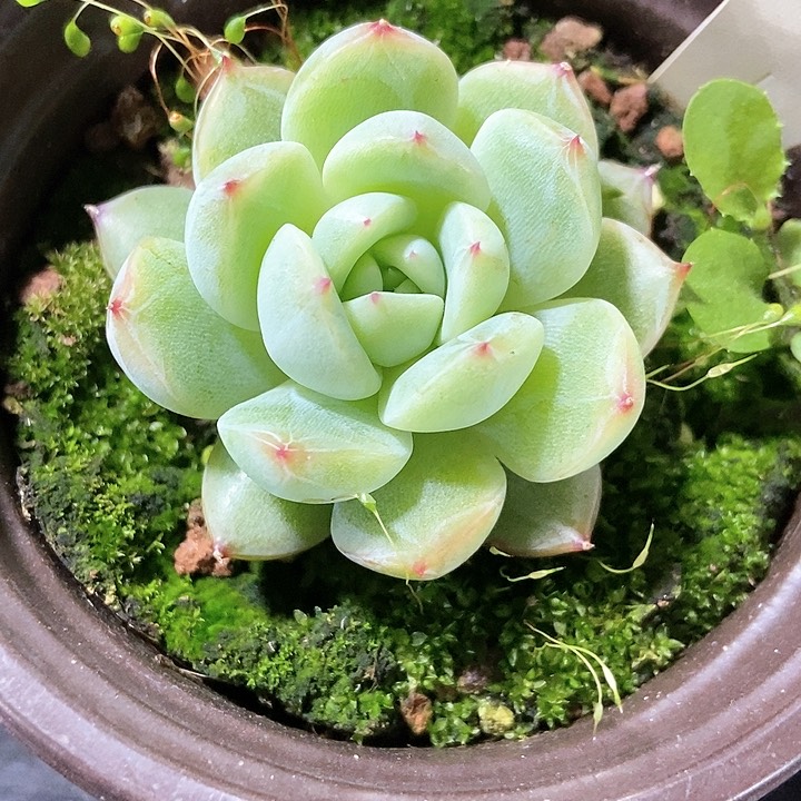 多肉植物雪花珍妮1775