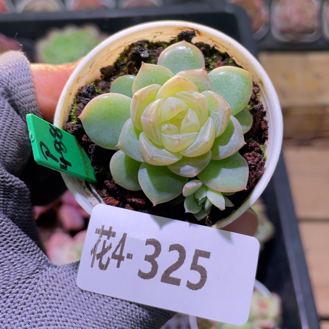 花利美4-325冰蕊 
