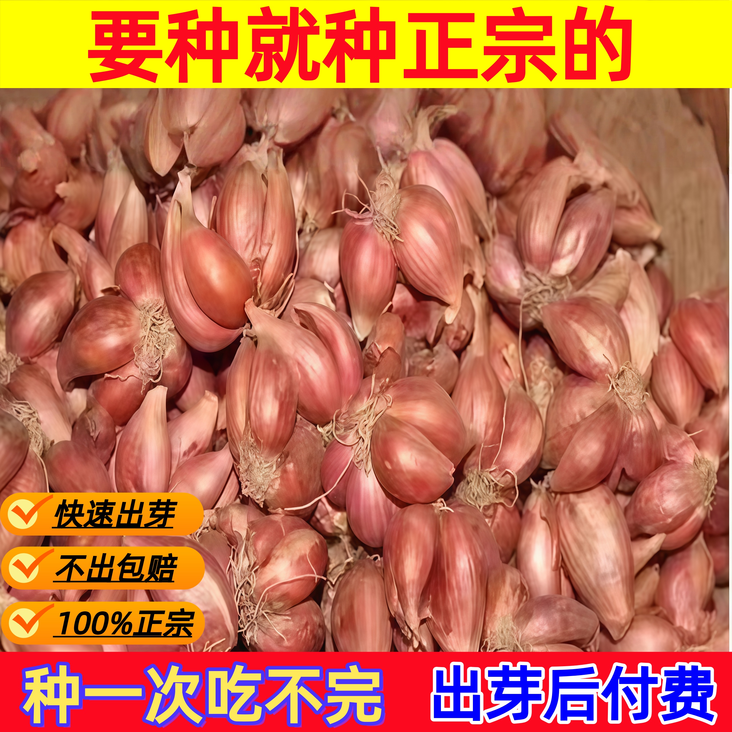 【爆款】正宗小香葱头红葱头干葱头正品火葱四季葱种食用红葱头种子