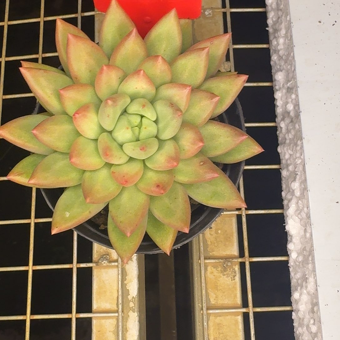 云南多肉小栈一物一拍013