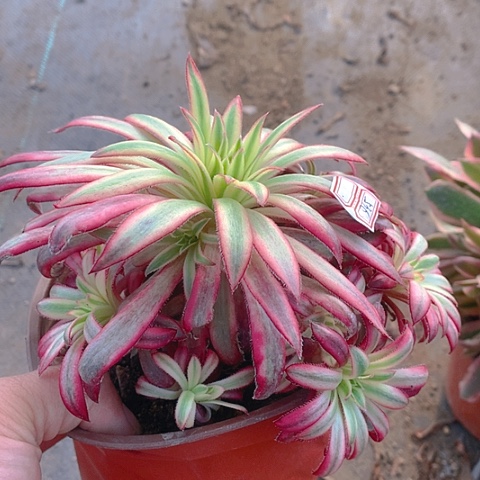 536朱雀多肉植物