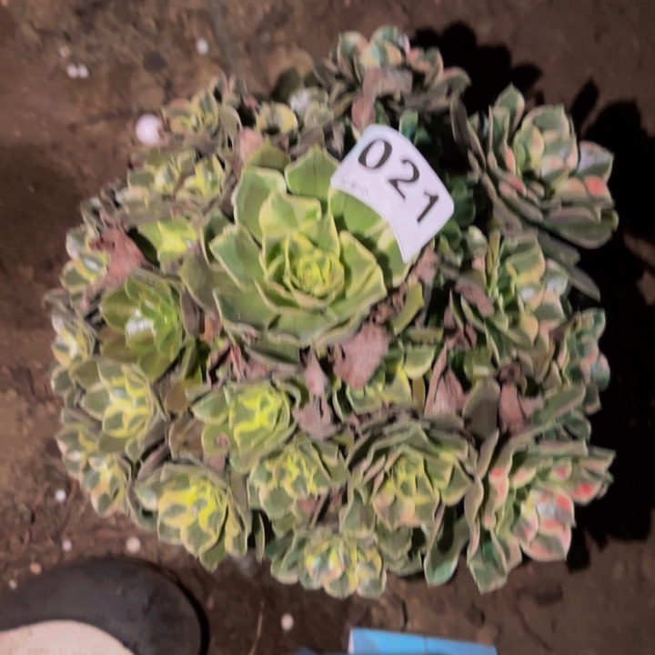 021男神多肉植物不售后