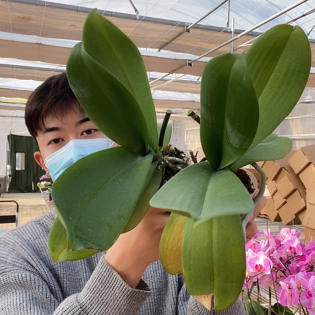 完全开放花后苗两颗3.5