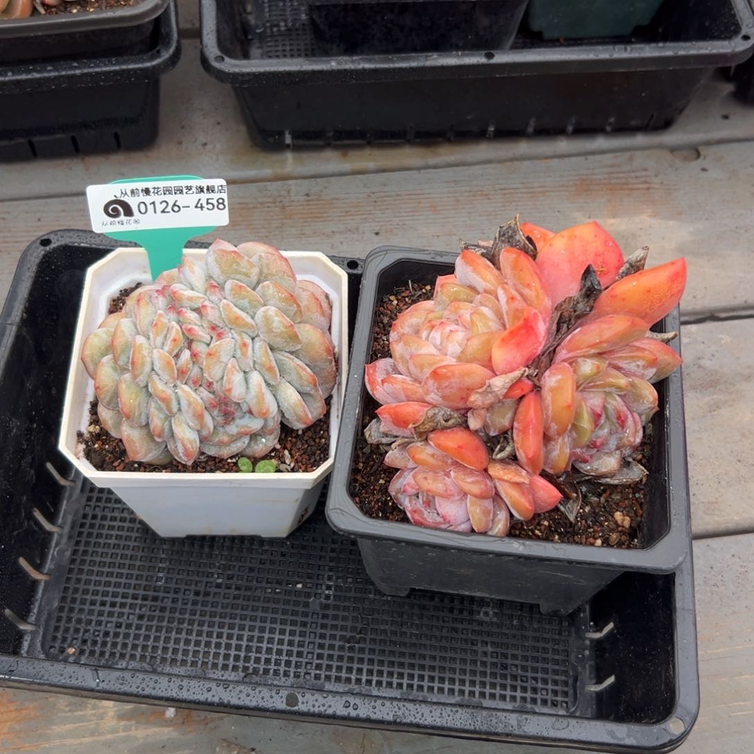 多肉一物一拍0126-458