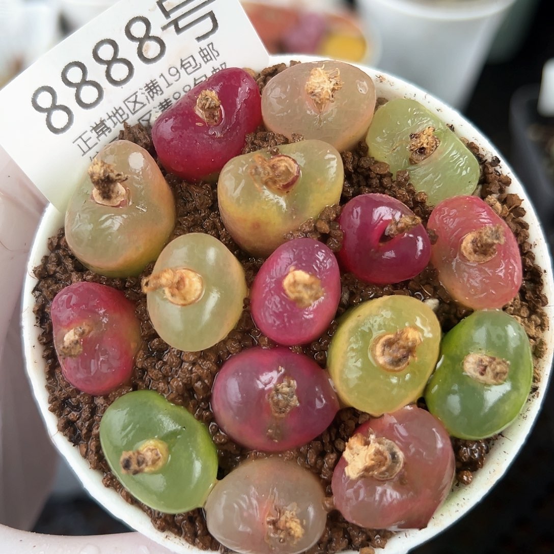 好养易活生石花大母本8888