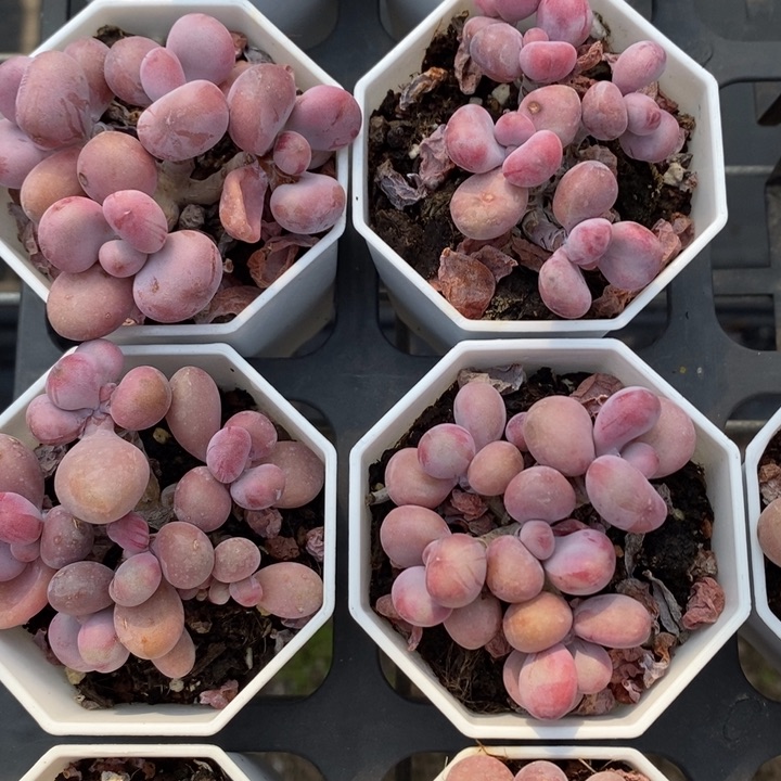 全部花苞桃蛋石化锦一颗