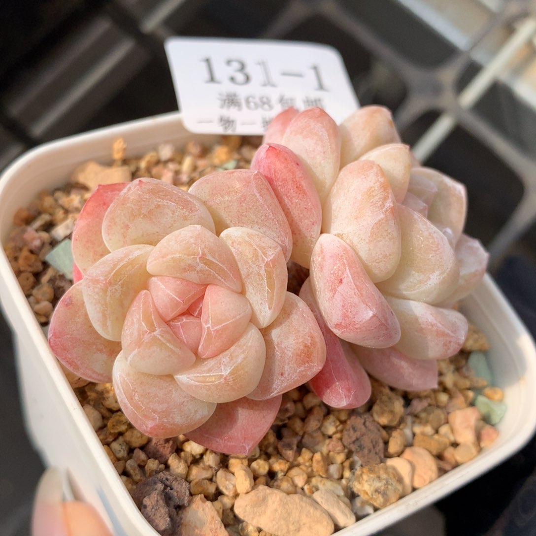1。白体糖心冰玉。6cm满六八包邮。