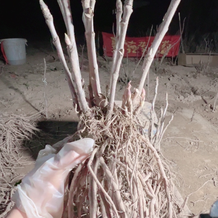当前无花栽培后可以开花金阁牡丹苗