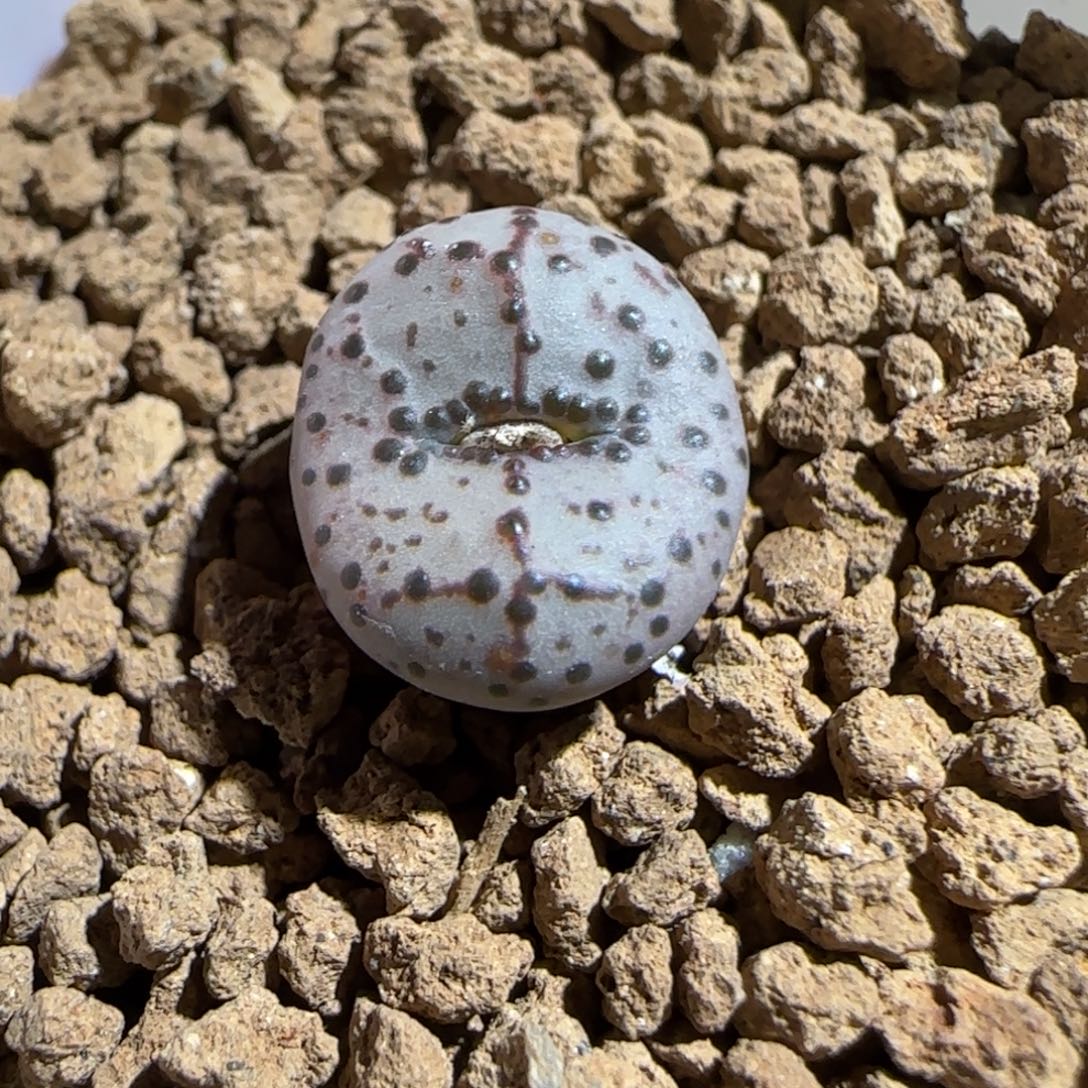 肉锥多肉植物组合-火龙果安贞324