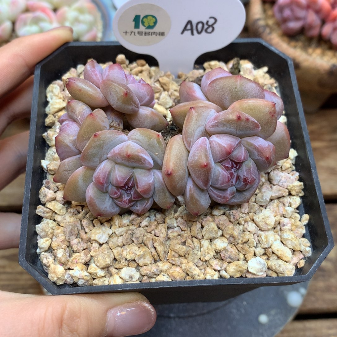 A08 突尼斯星影模特同款 摘心