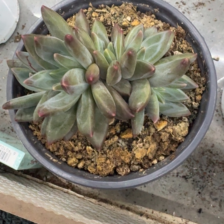 美人杂交 一物一拍